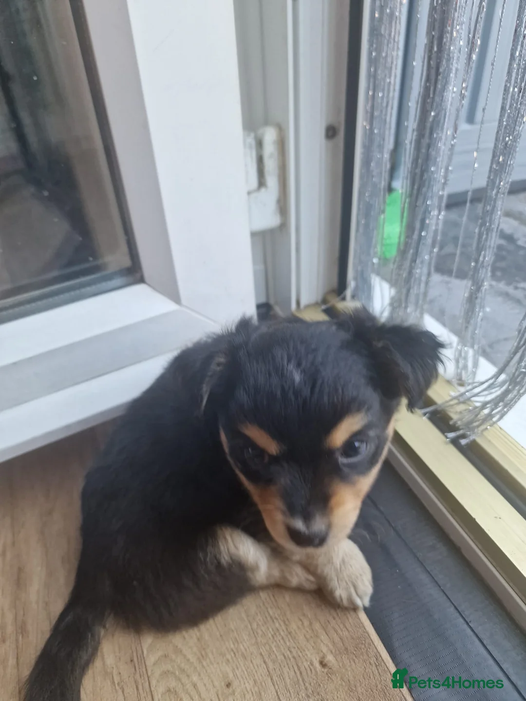 Mixed Breed dogs for sale: 4 pups available pom x jackchi in Southsea in Southsea - Advert 6