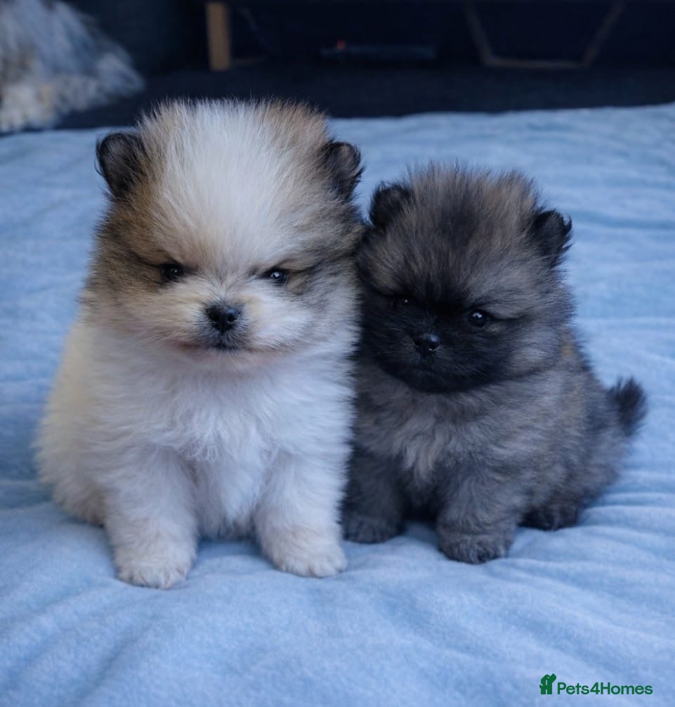 Pomeranian dogs Stunning Male Pomeranians - Advert 4