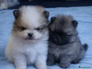 Pomeranian dogs Stunning Male Pomeranians - Advert 4