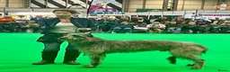Deerhound dogs for stud: Pedigree Scottish Deerhound stud - Advert 2