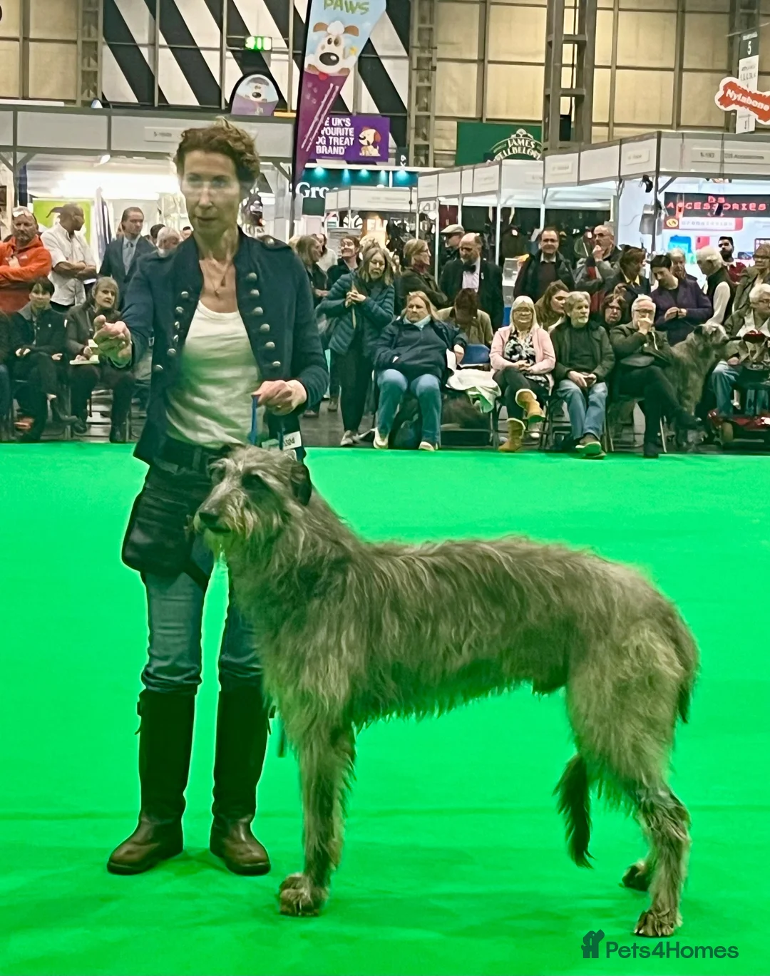 Deerhound dogs for stud: Pedigree Scottish Deerhound stud - Advert 2