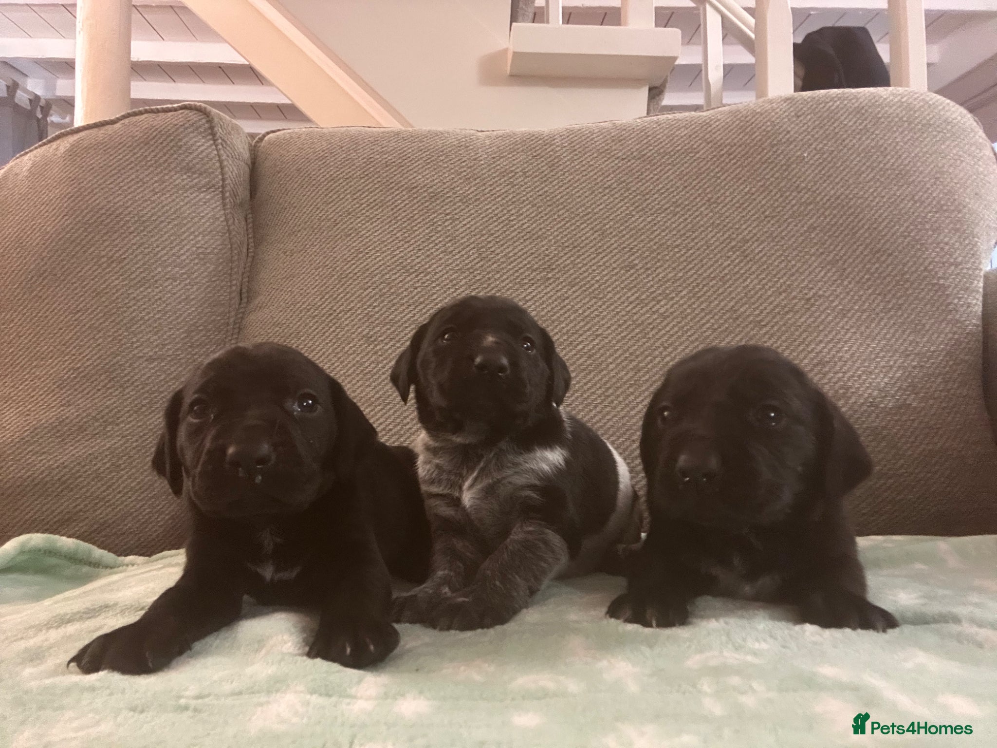 German Shorthaired Pointer dogs GSP KC REGISTERED PUPPIES - Advert 1