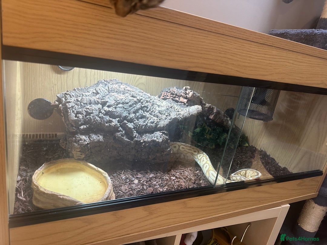 Python Snake reptiles for sale: Ball python - Advert 10