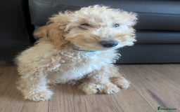 Poodle dogs for sale: ⭐ READY⭐ Reduced Adorable poodles puppies  in Margate - Image 25