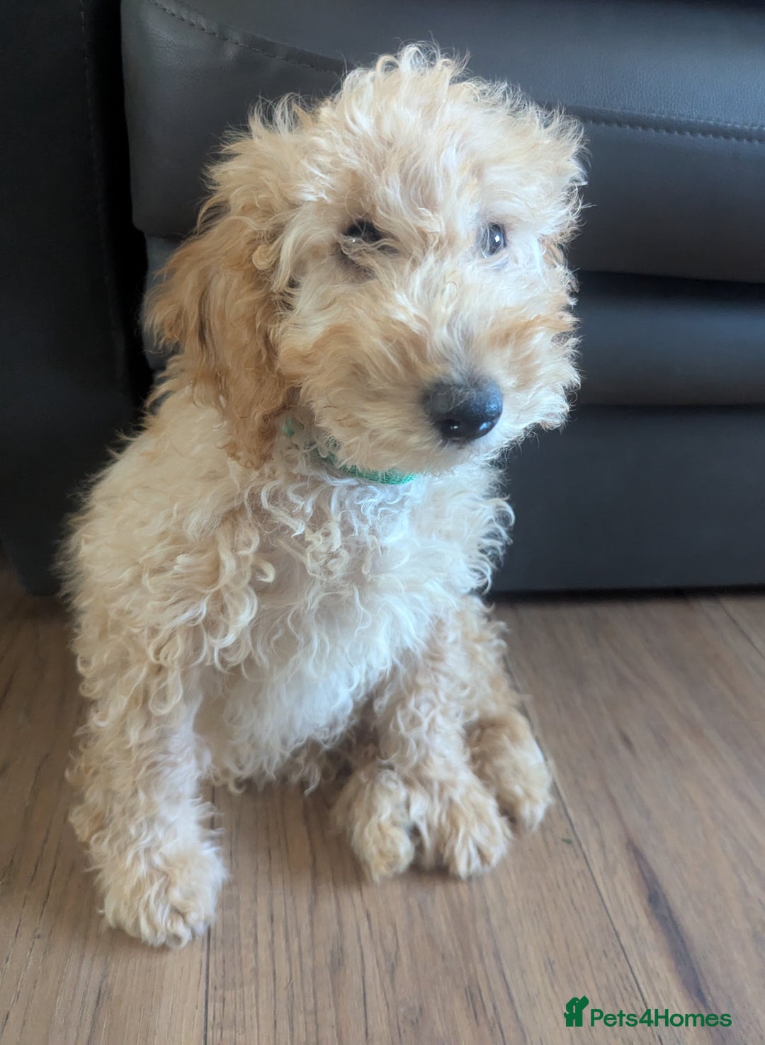 Poodle dogs for sale: ⭐ READY⭐ Reduced Adorable poodles puppies  in Margate - Image 25