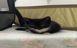 Mixed Breed cats for sale: Mixed breed kittens  - Image 6