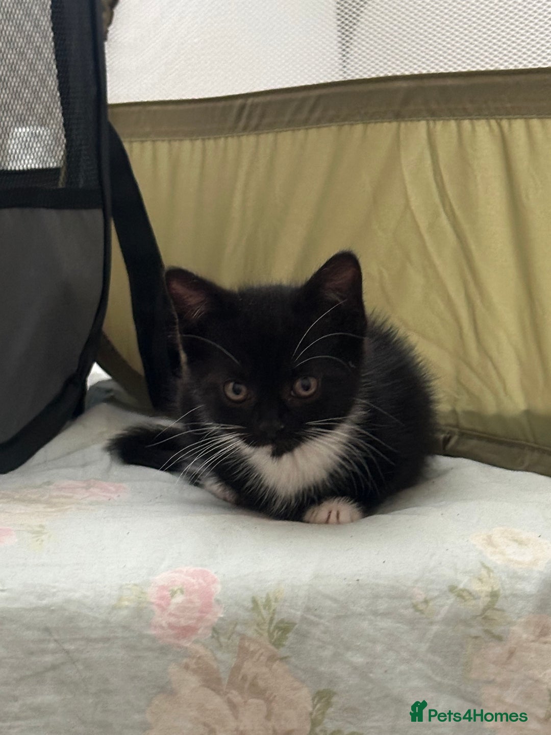 Mixed Breed cats for sale: Mixed breed kittens  - Image 6