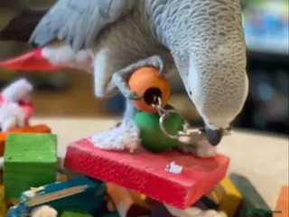 Parrots birds 🐦 African Grey Parrot for Sale - Advert 2