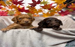 Cocker Spaniel dogs for sale: Adorable Cocker Spaniel puppies - Image 1