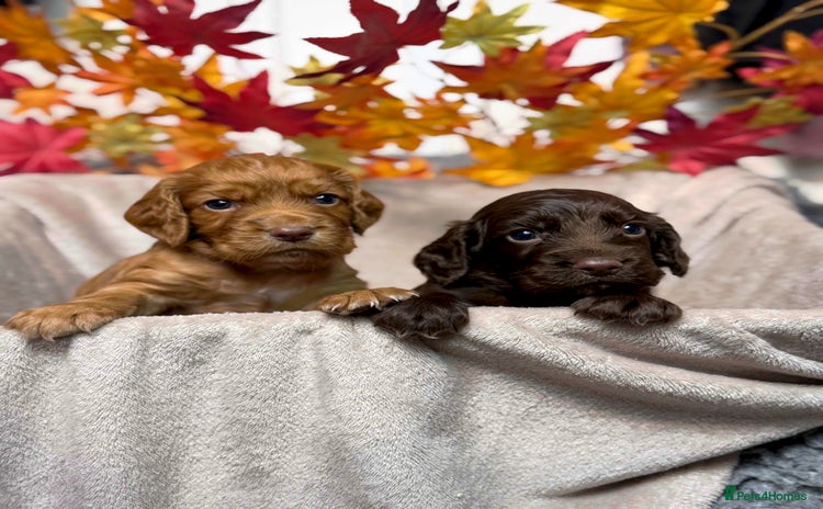 Cocker Spaniel dogs - Advert 14