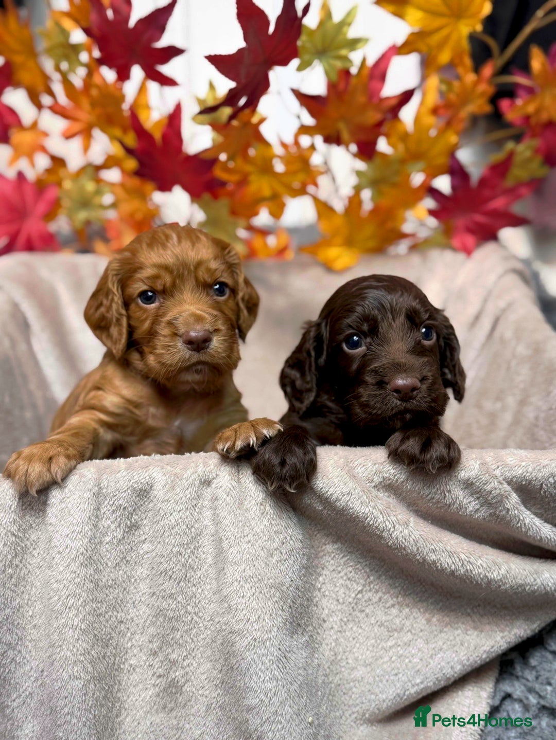 Cocker Spaniel dogs for sale: Adorable Cocker Spaniel puppies - Image 1