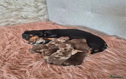 Dachshund dogs for sale: Miniature dachshund puppies PRA CLR - Image 12