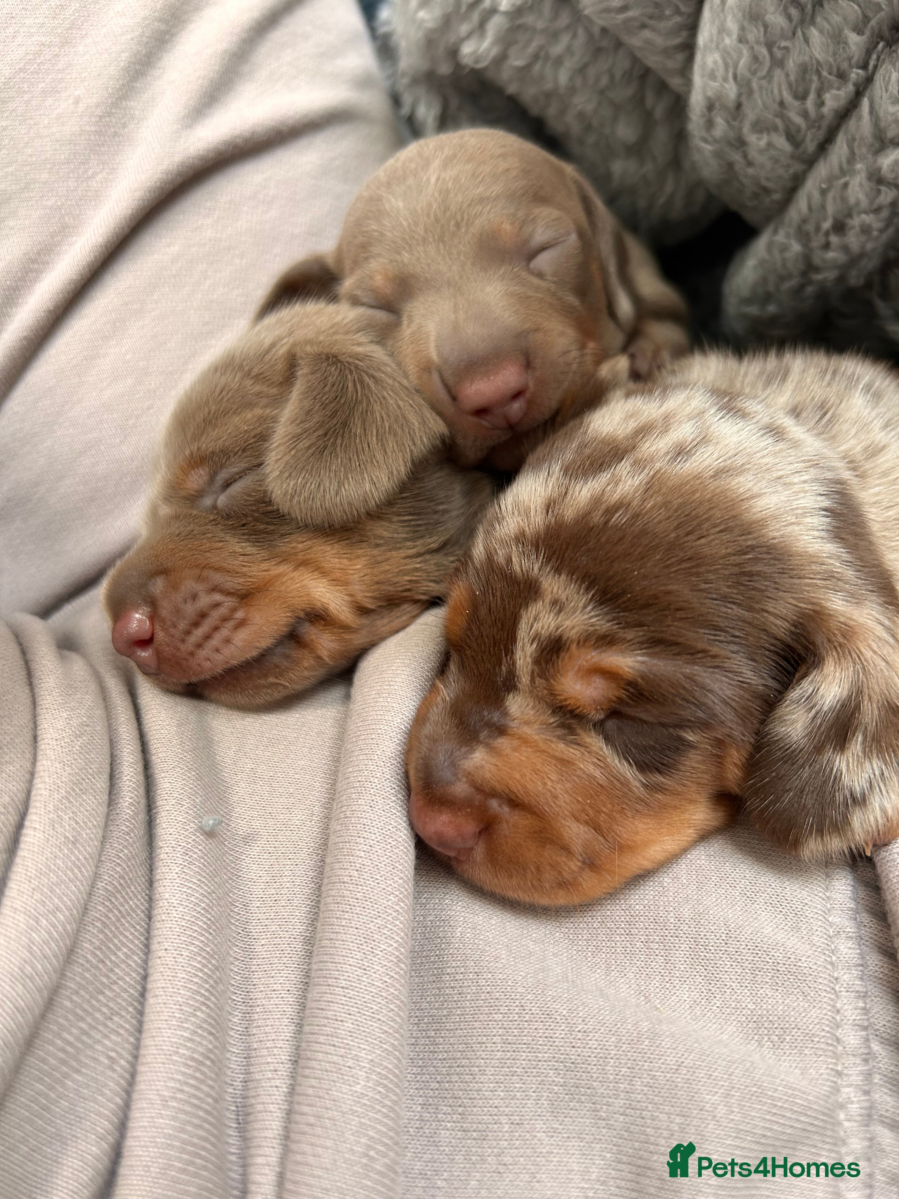 Miniature Dachshund dogs Unique Minature Dachsunds Puppies  - Advert 16