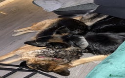 German Shepherd dogs for stud: Proven KC Registered German Shepherd  in Glasgow - Image 9