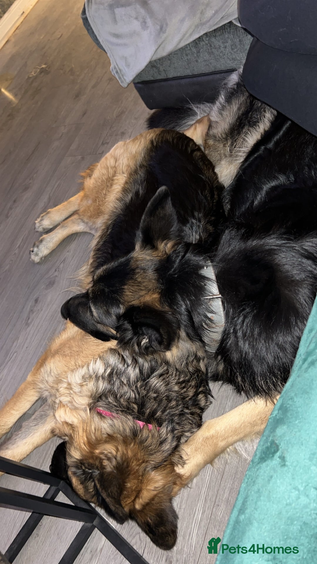 German Shepherd dogs for stud: Proven KC Registered German Shepherd  in Glasgow - Image 9