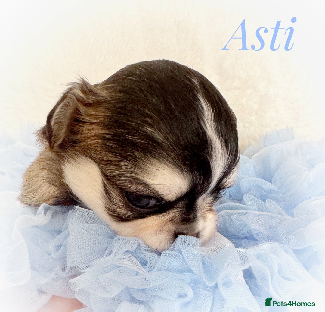 Chihuahua dogs for sale: KC rare husky marking chihuahua puppies Thai lines - Image 24