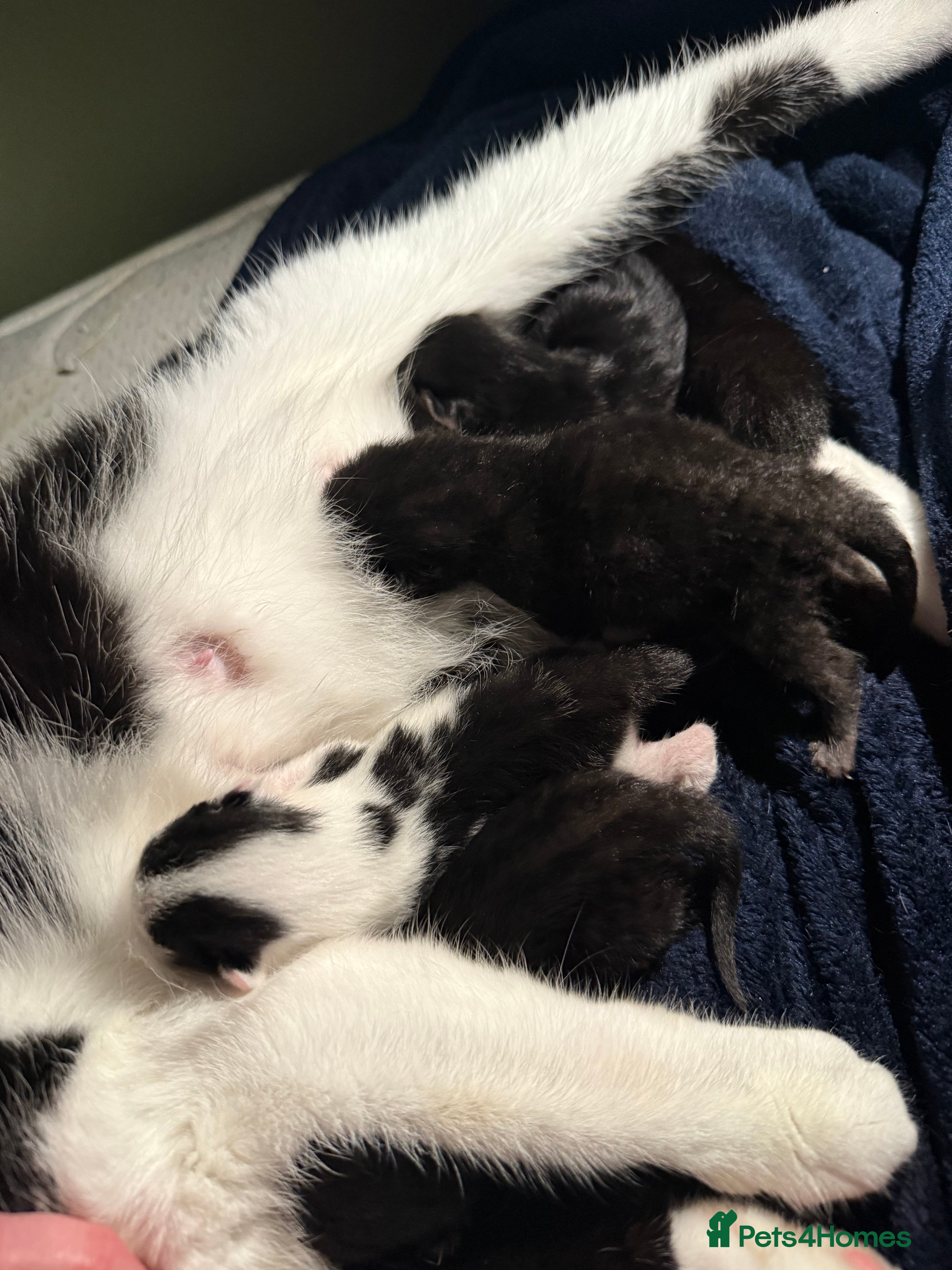 British Shorthair cats 4 kittens - Advert 4