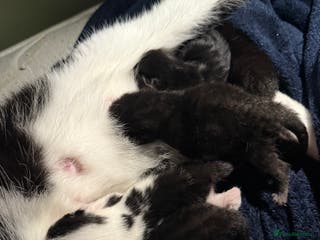 British Shorthair cats 4 kittens - Advert 1