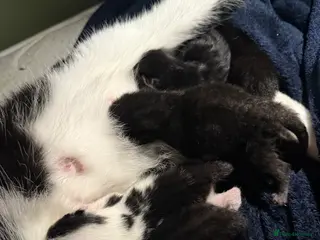 British Shorthair cats 4 kittens - Advert 5