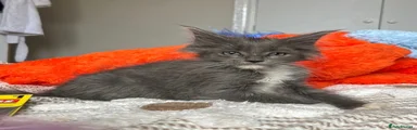 Grey and white poly female 