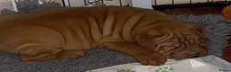 Mixed Breed dogs for sale: Shar-pei x Ridgeback  - Advert 6