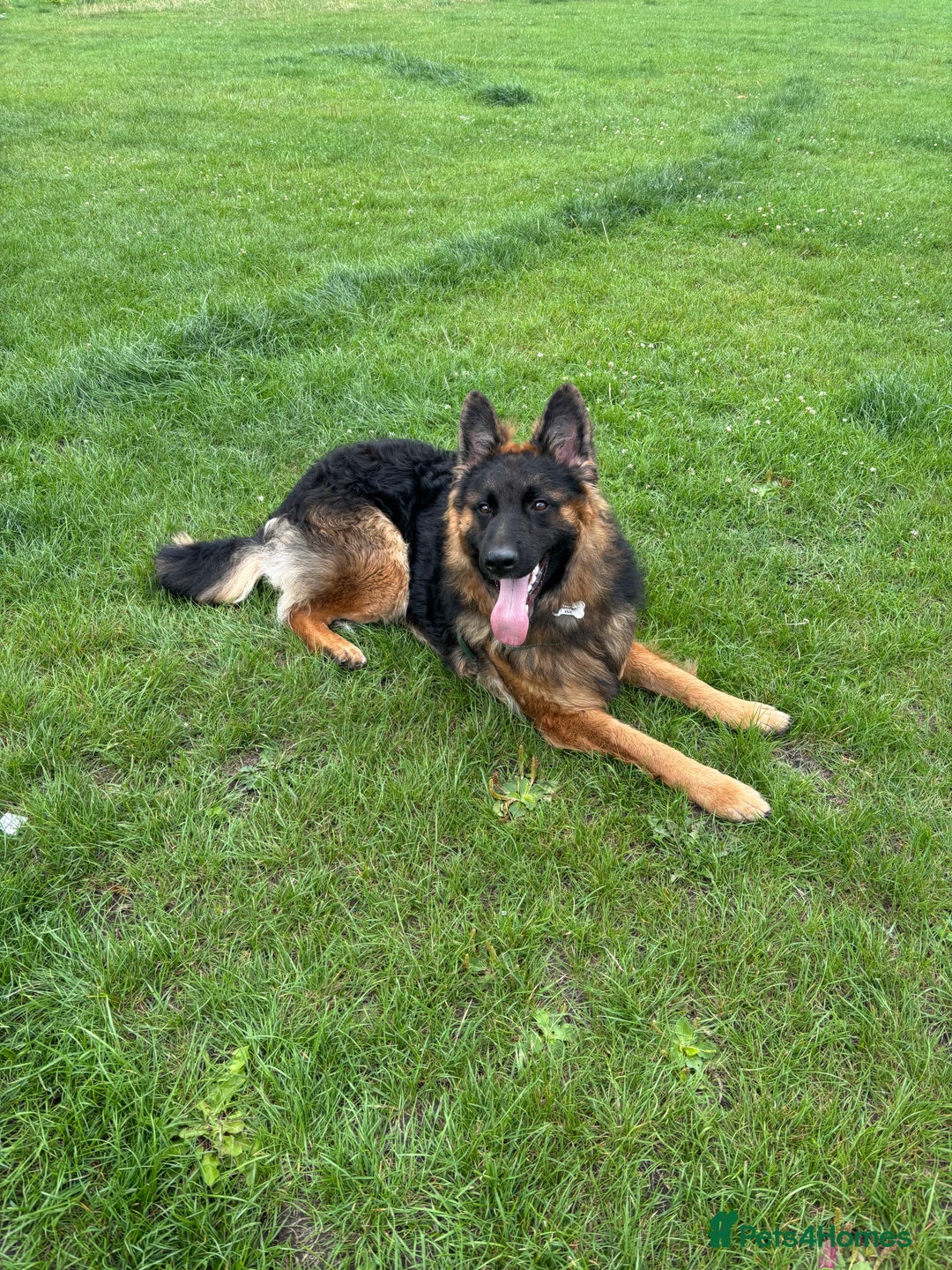 German Shepherd dogs for sale: Rehoming One-Year Old Male German Shepherd - Advert 23