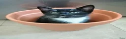 Mixed Breed cats for sale: Kittens - Advert 7