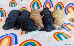 Miniature Poodle dogs for sale: Stunning Red & Phantom Miniature/Moyen Poodles - Image 23