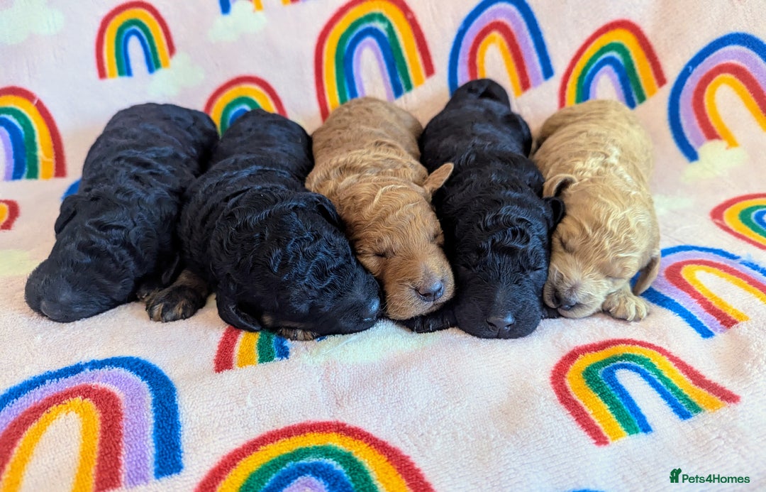 Miniature Poodle dogs for sale: Stunning Red & Phantom Miniature/Moyen Poodles - Image 23