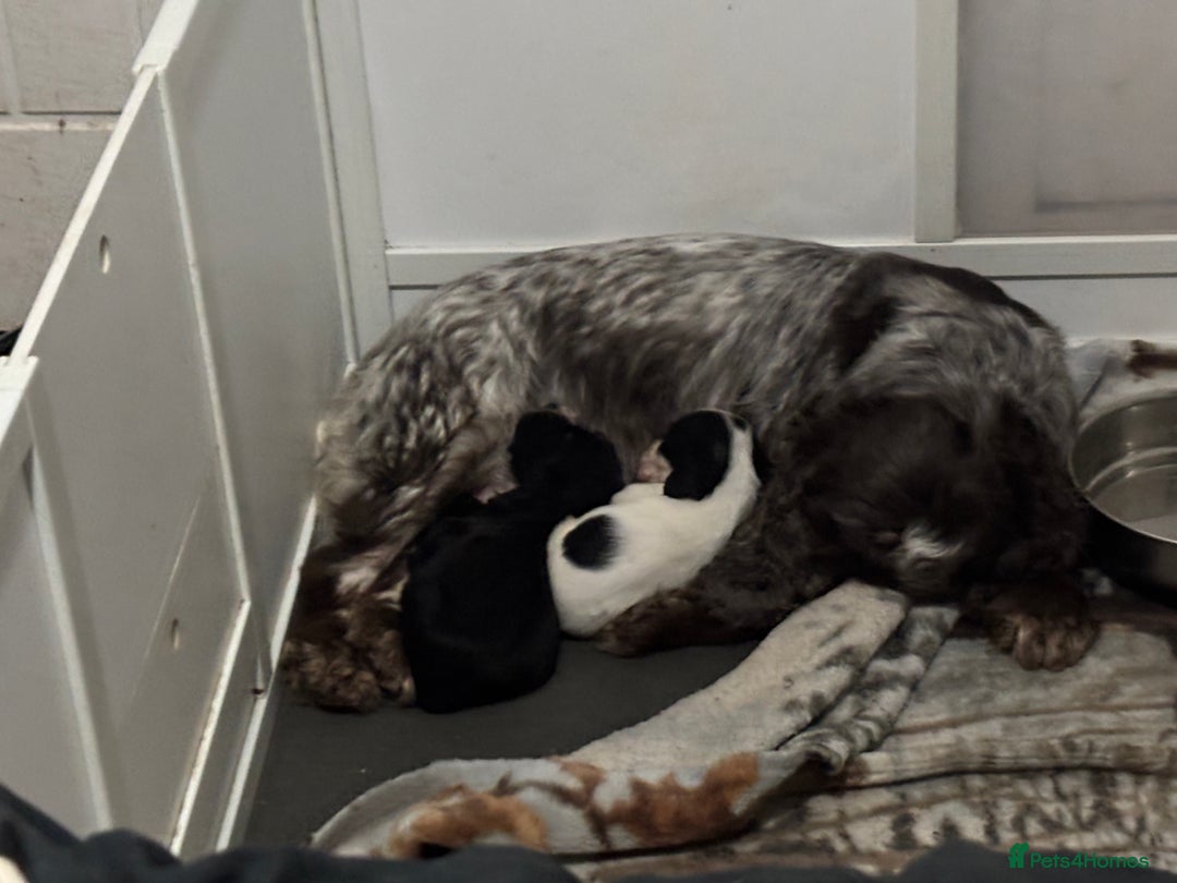 Cocker Spaniel dogs for sale: Beautiful black cocker spaniel girl  - Advert 2