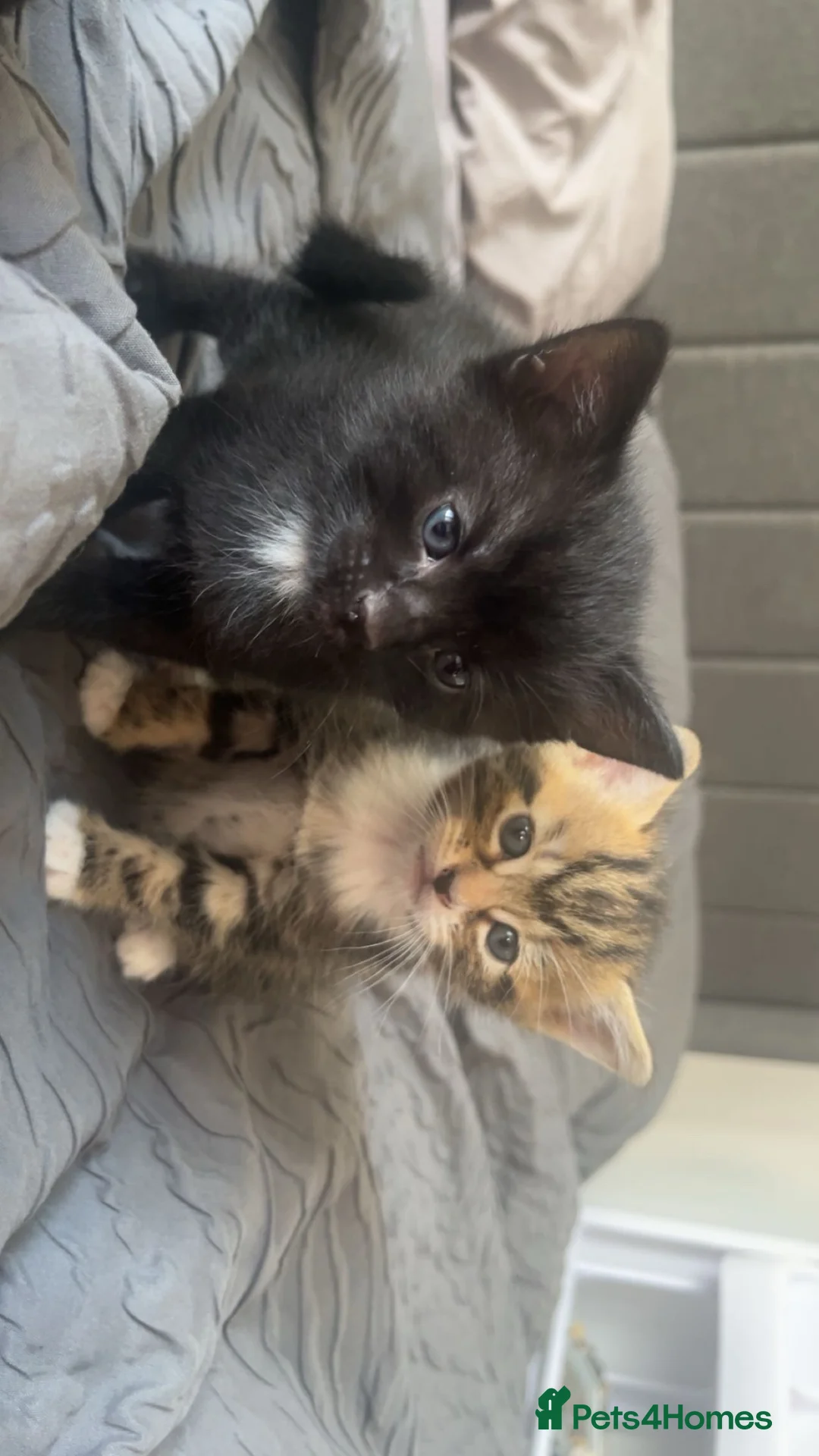 Mixed Breed cats for sale: Beautiful loving kittens - Advert 1