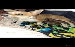 Pomchi dogs for sale: beautiful 5week old pomchi girl puppy  - Image 3