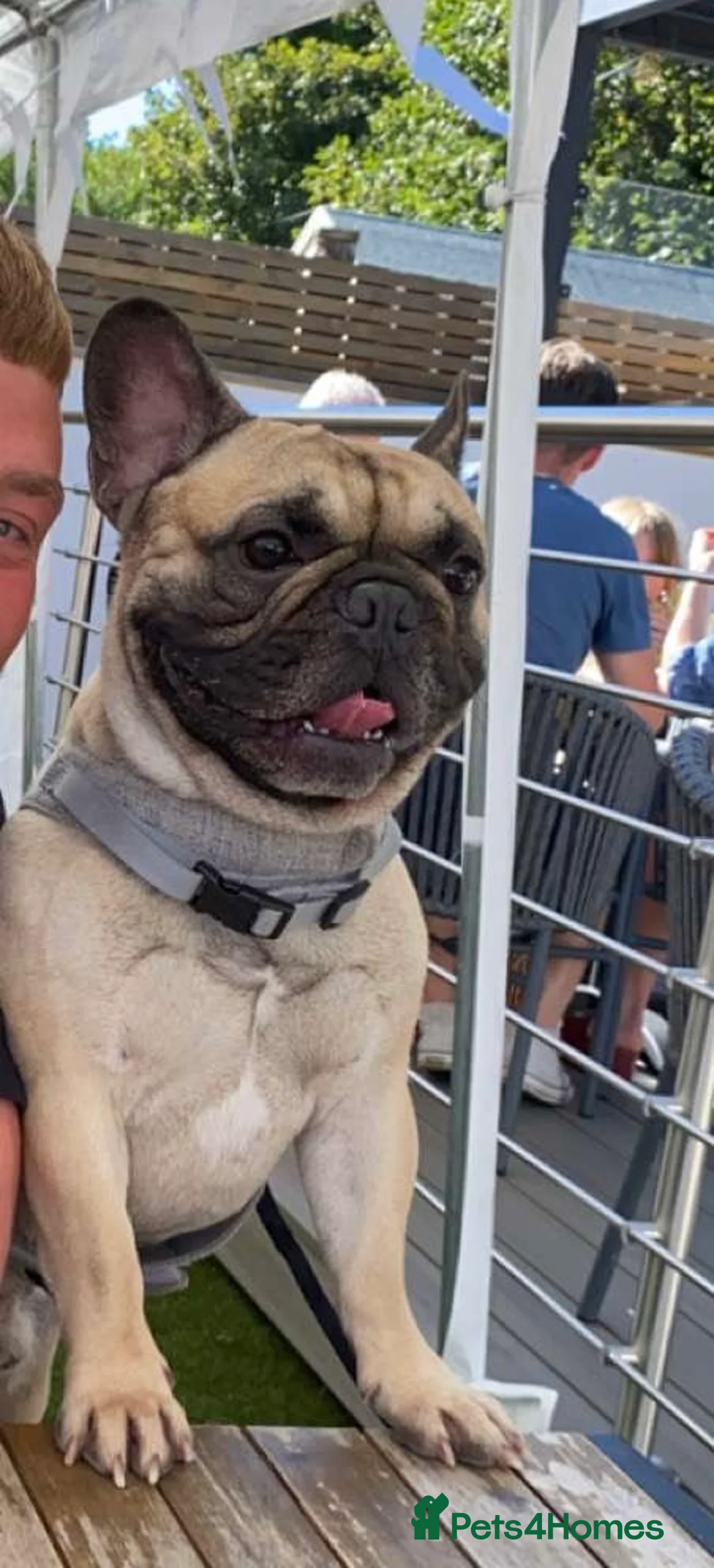 French Bulldog dogs for stud: Logie French bull dog  - Advert 7