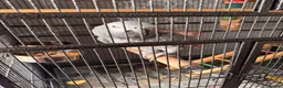 Parrots birds for sale: African grey male  - Advert 1