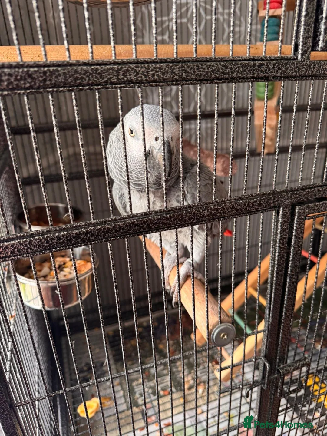 Parrots birds for sale: African grey male  - Advert 1