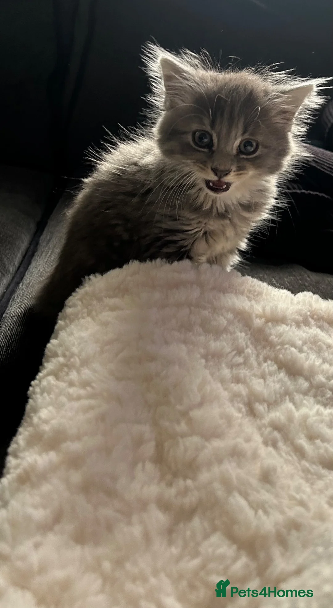 Mixed Breed cats for sale: Blue tabby kitten for sale  in Swansea - Advert 2