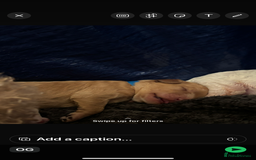 Cavapoochon dogs for sale: 5 cavapoochon puppies looking for forever homes - Image 14