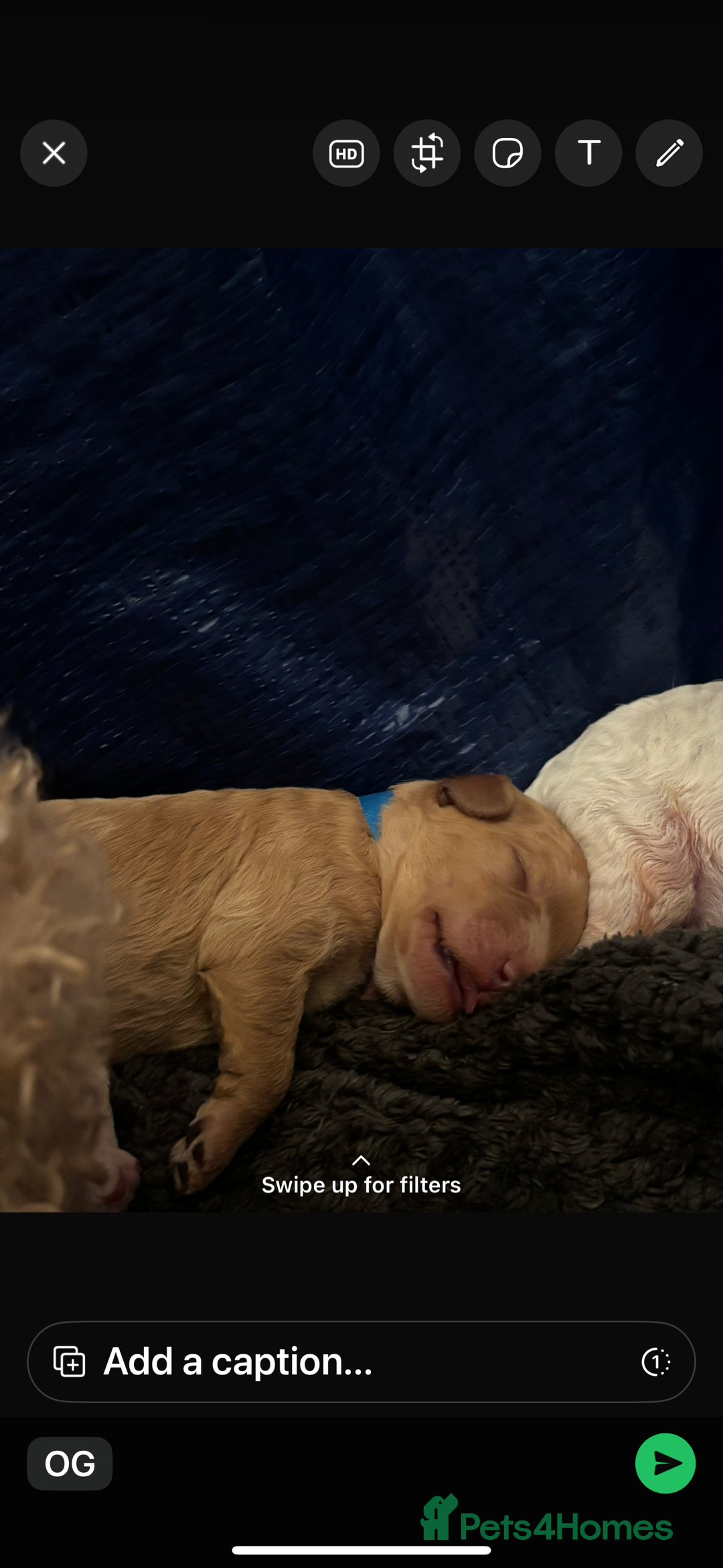 Cavapoochon dogs for sale: 5 cavapoochon puppies looking for forever homes - Image 14