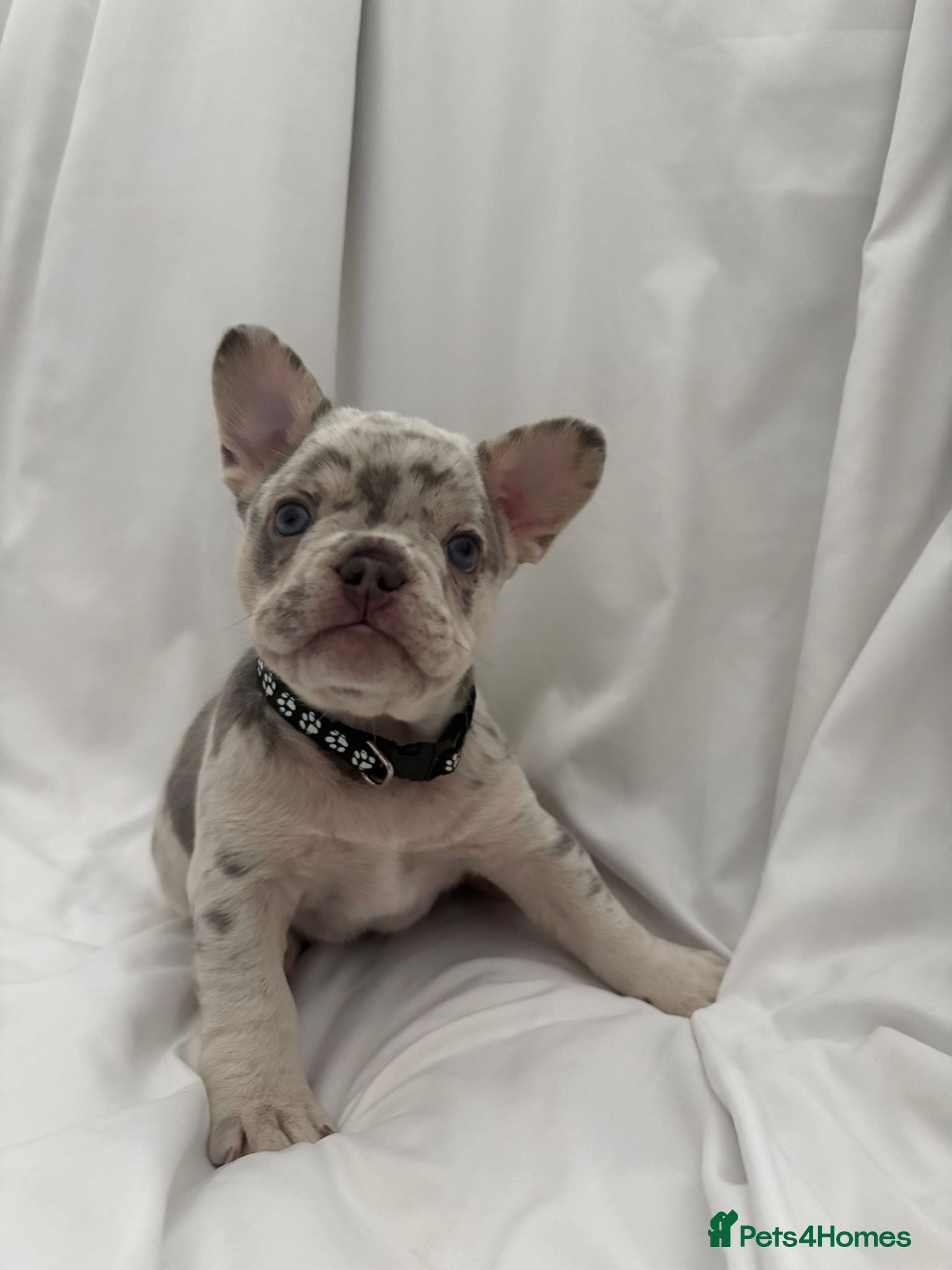 French Bulldog dogs 🐾High quality French bulldog puppies 🐾 - Advert 1