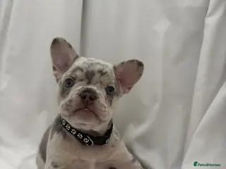 French Bulldog dogs 🐾High quality French bulldog puppies 🐾 - Advert 3