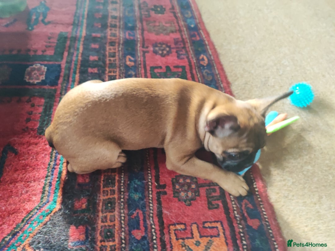 French Bulldog dogs for sale: French bulldog puppy  - Image 5