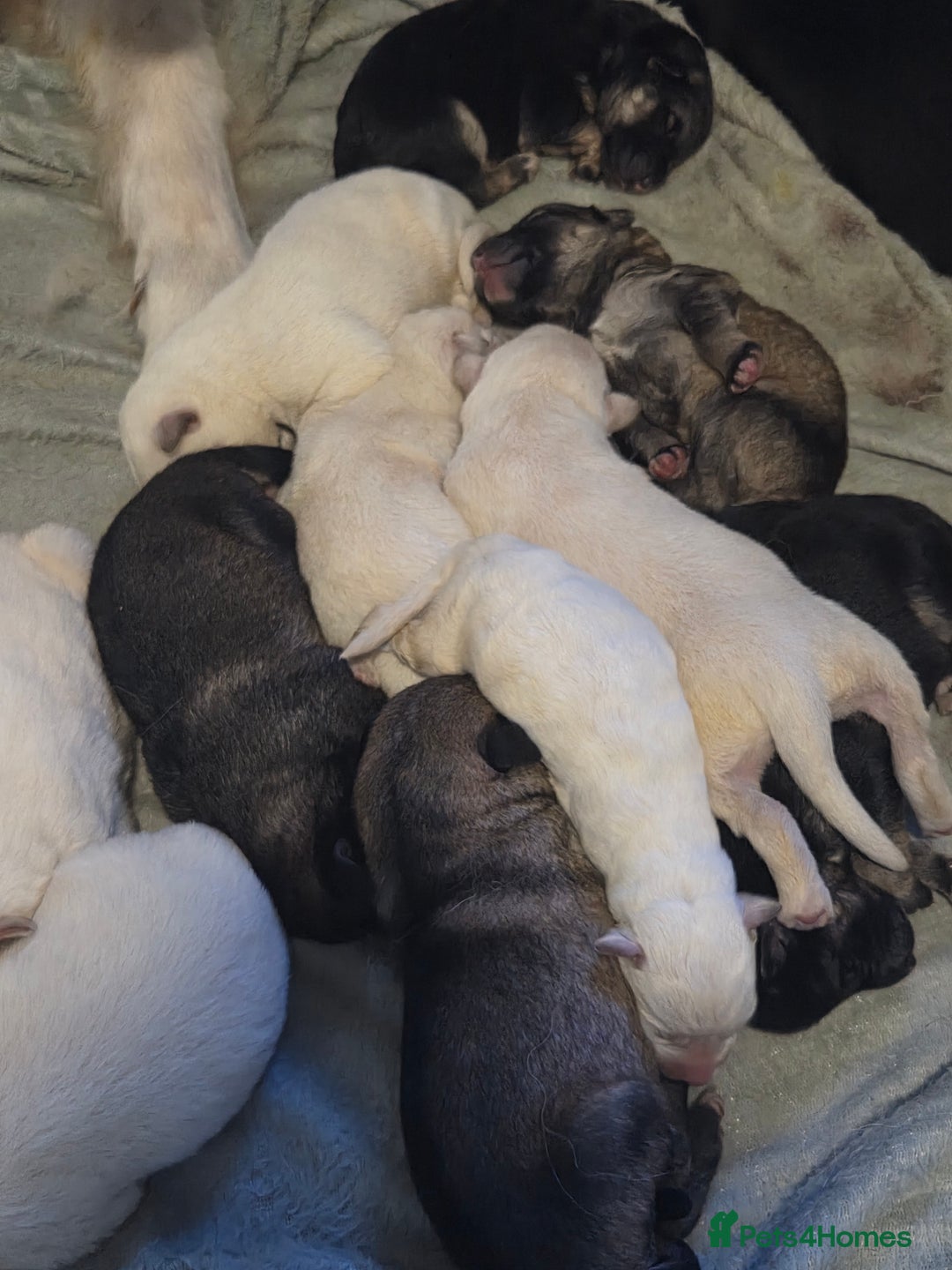 German Shepherd dogs for sale: German shepherd puppies  - Image 7