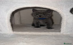 British Shorthair cats for sale: BRITISH SHORTHAIR PEDIGREE - FIRST LITTER - Image 11