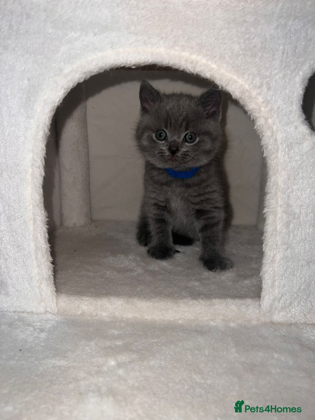 British Shorthair cats for sale: BRITISH SHORTHAIR PEDIGREE - FIRST LITTER - Image 11