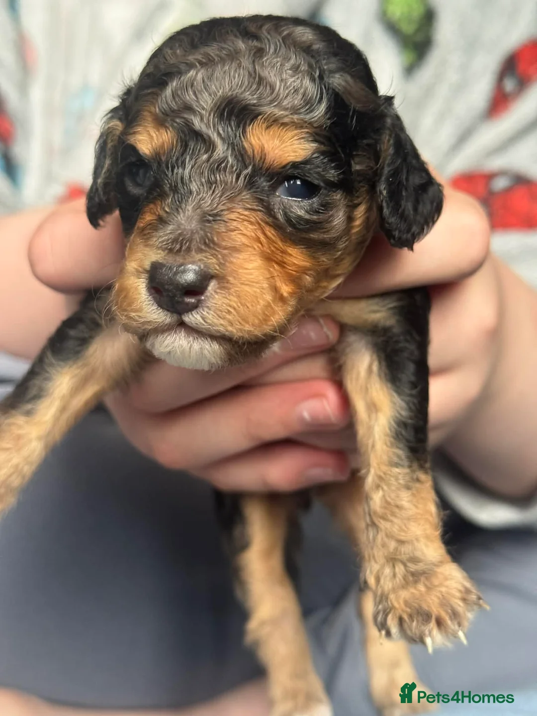 Cavapoo dogs for sale: F1b toy cavapoos - Advert 2