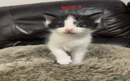 Mixed Breed cats for sale: 6 X BEAUTIFUL MIXED BREED KITTENS BORN 23.08.2025  - Image 4