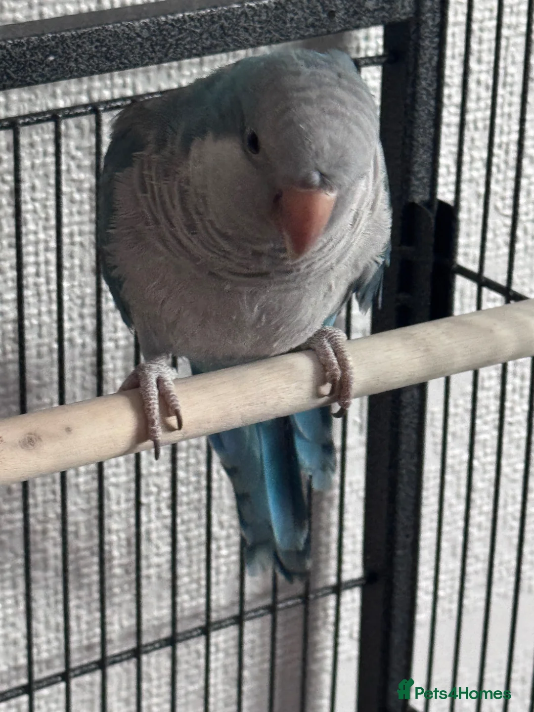 Parrots birds for sale: Female quaker parrot  in Market Drayton - Advert 1