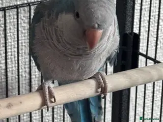 Parrots birds Female quaker parrot - Advert 1