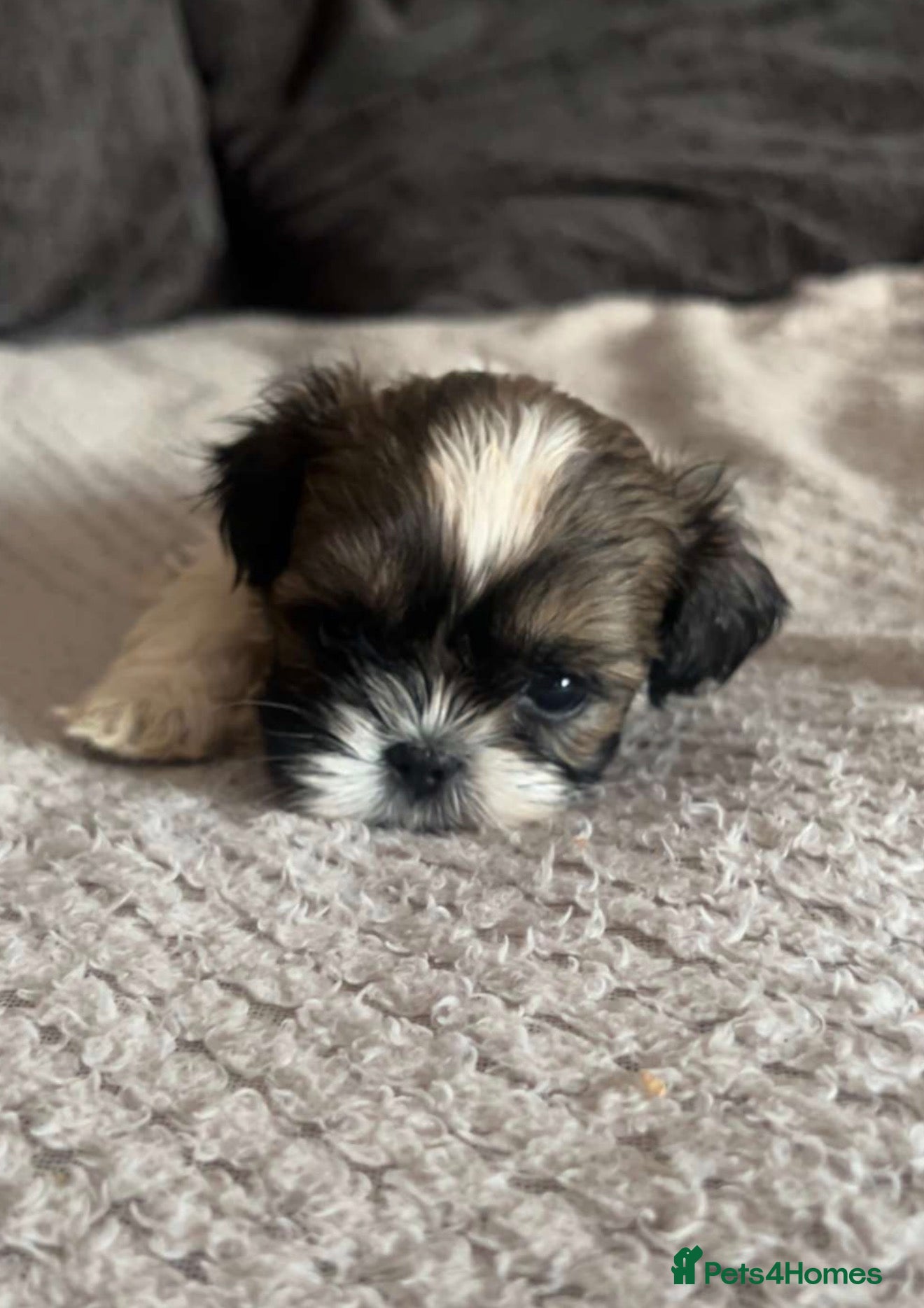 Shih Tzu dogs Shih Tzu puppies  - Advert 5