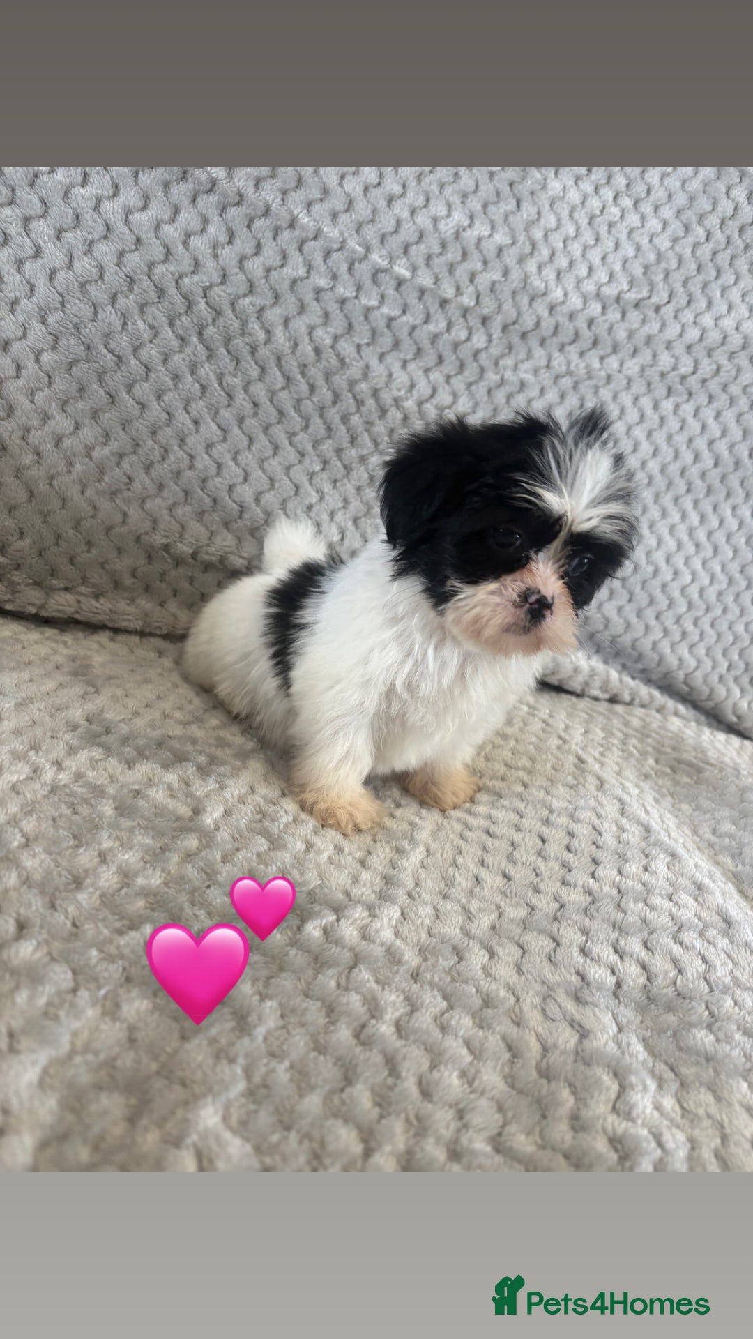 Lhasa Apso dogs for sale: Beautiful Lhasa Apso  - Image 23
